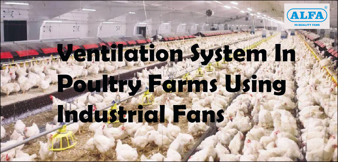  Ventilation System In Poultry Farms | Cooling Fans For Poultry Industry| Alfa Fans.

                                    